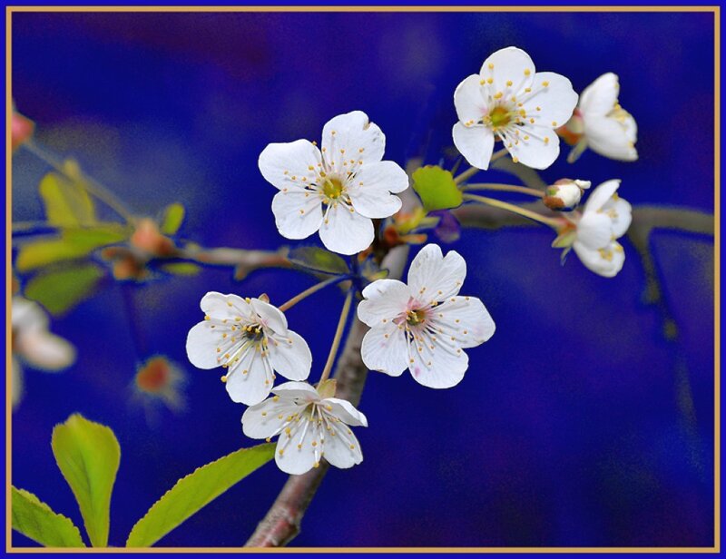 White cherry blossoms on branch