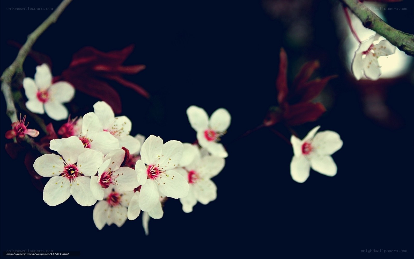 white cherry blossoms on branch