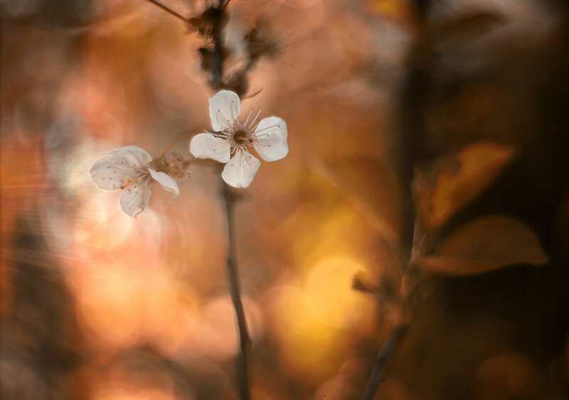 White Cherry Blossoms — Orange