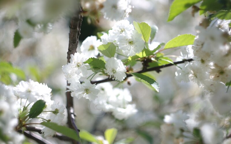 White Cherry Blossoms — Serene, Brown