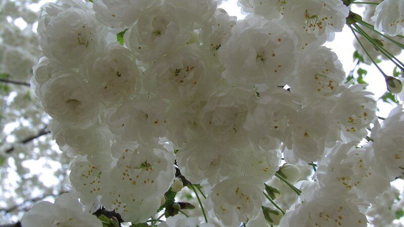 White Cherry Blossoms — Serene, Green
