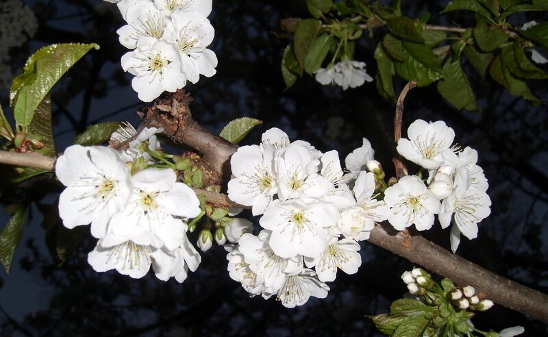 White Cherry Blossoms — Serene, Night
