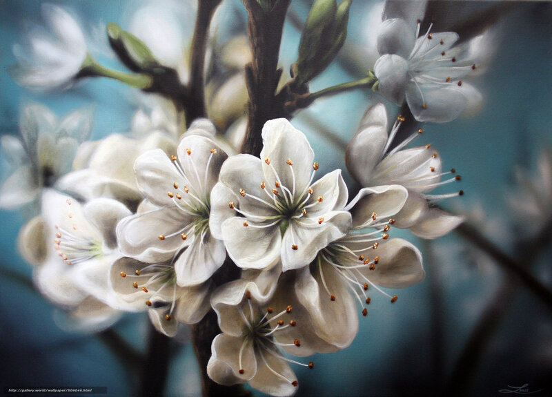 White Cherry Blossoms — Serene, Spring, Painting, Blossom