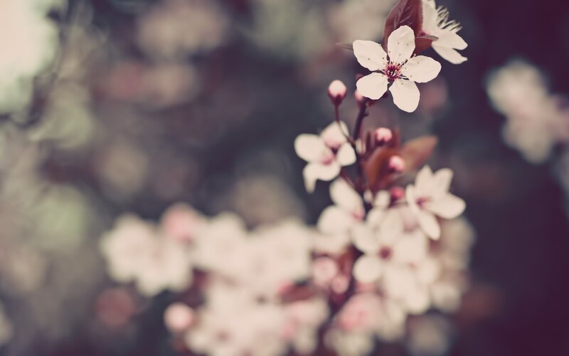 White Cherry Blossoms — Serene, Spring, Photograph, Blossom