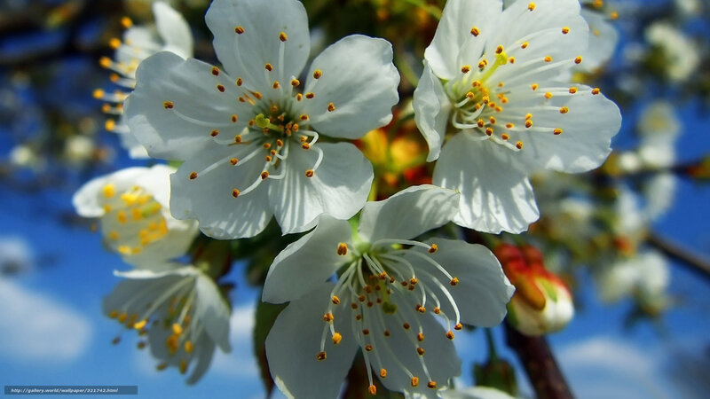 White Cherry Blossoms — Serene, Spring, Photograph, Blue Sky, Flower Buds