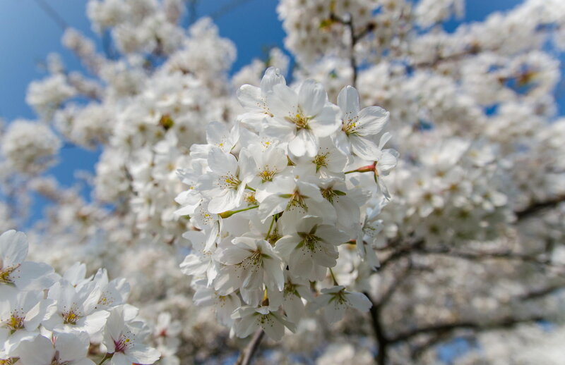 White Cherry Blossoms — Serene, Spring, Photograph, Blue Sky