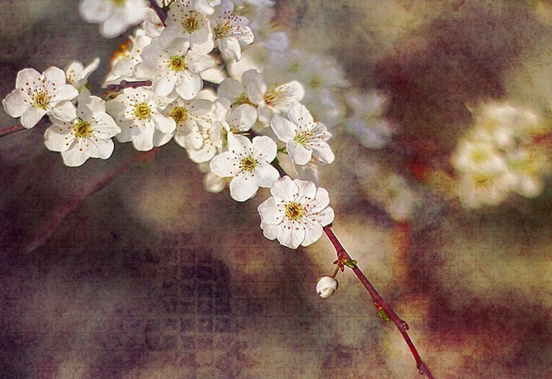 White Cherry Blossoms — Serene, Spring, Photograph, Branch, Blossom, Bud