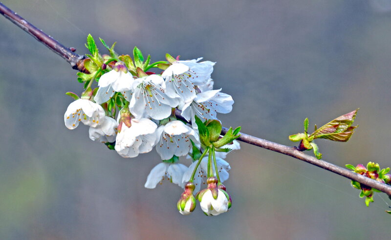 White Cherry Blossoms — Serene, Spring, Photograph, Branch, Buds