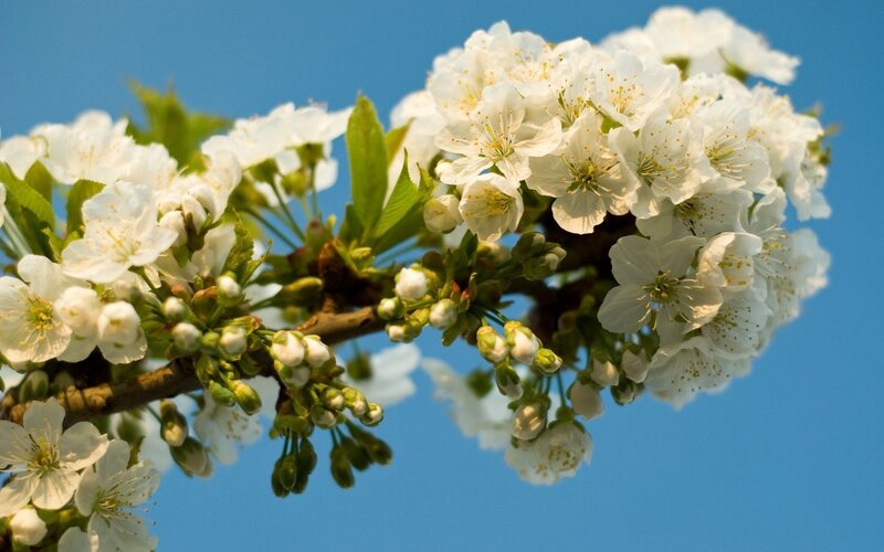 White Cherry Blossoms — Serene, Spring, Photograph, Branch, Flowers, Leaves, Sky