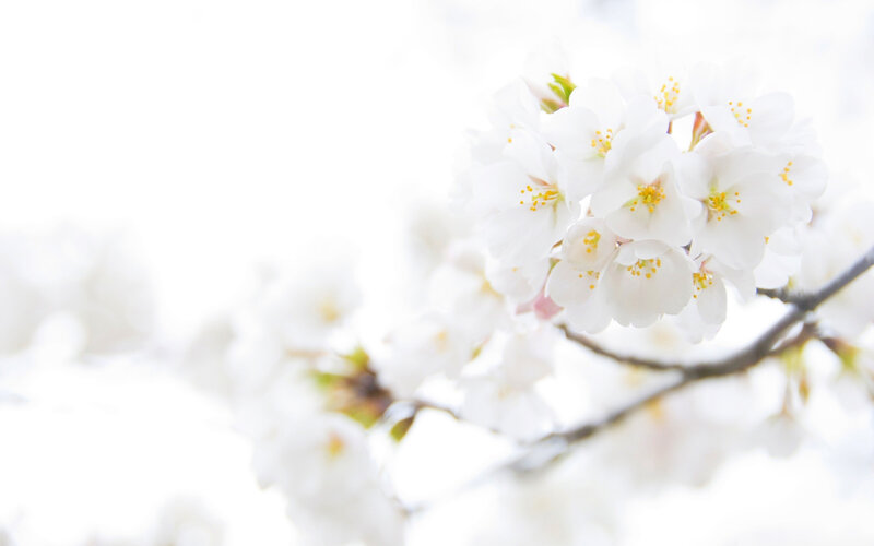 White Cherry Blossoms — Serene, Spring, Photograph, Branch, Flowers, Pollen