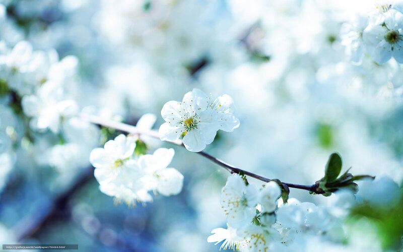 White Cherry Blossoms — Serene, Spring, Photograph, Branch, Flowers