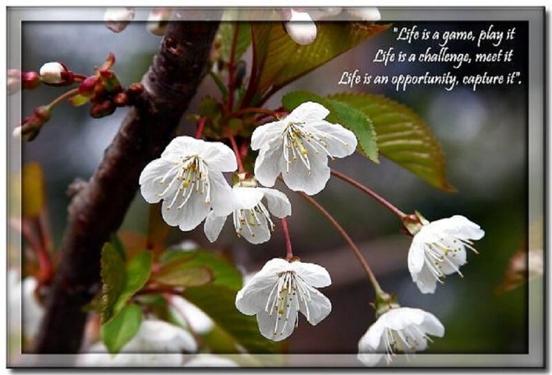 White Cherry Blossoms — Serene, Spring, Photograph, Branch, Leaves, Buds