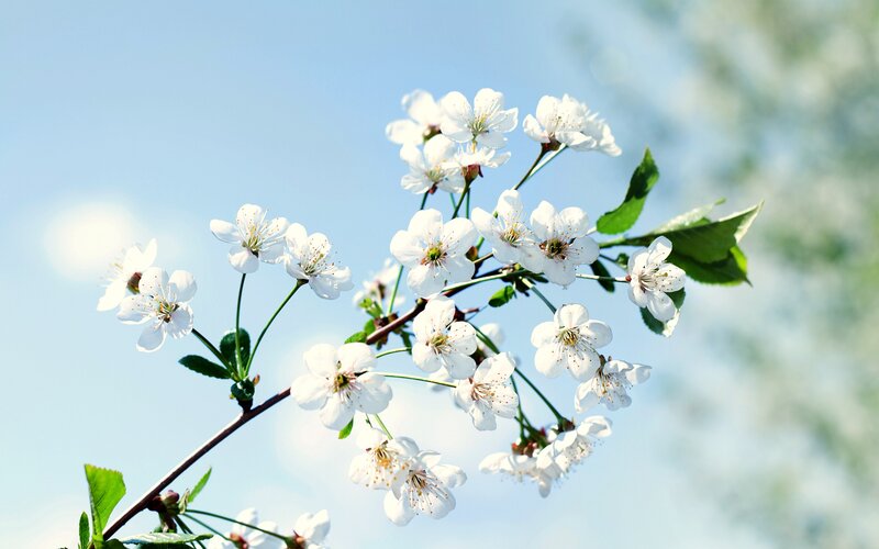White Cherry Blossoms — Serene, Spring, Photograph, Branch, Leaves, Sky