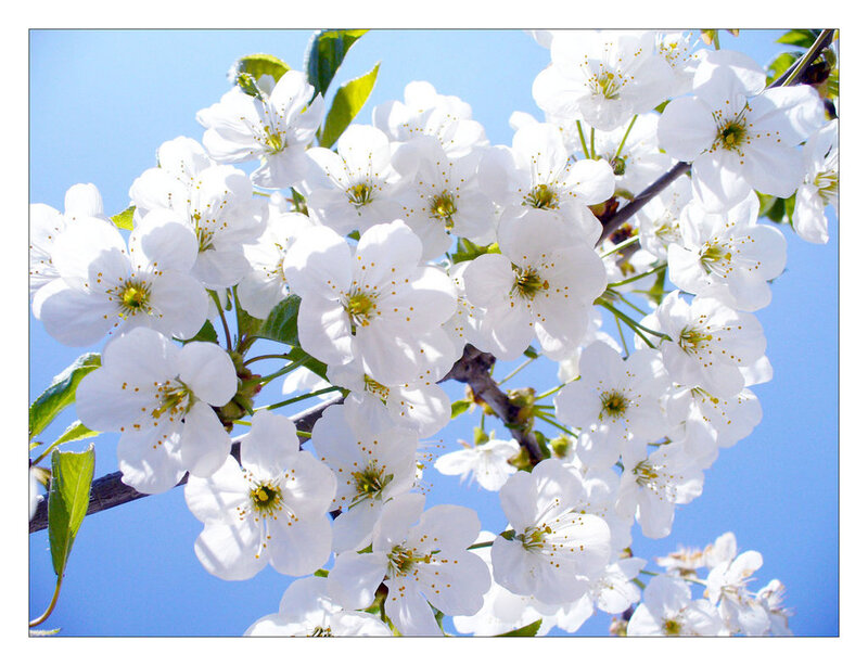 White Cherry Blossoms — Serene, Spring, Photograph, Branch, Leaves