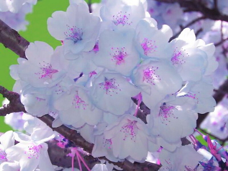 White Cherry Blossoms — Serene, Spring, Photograph, Branch, Petals