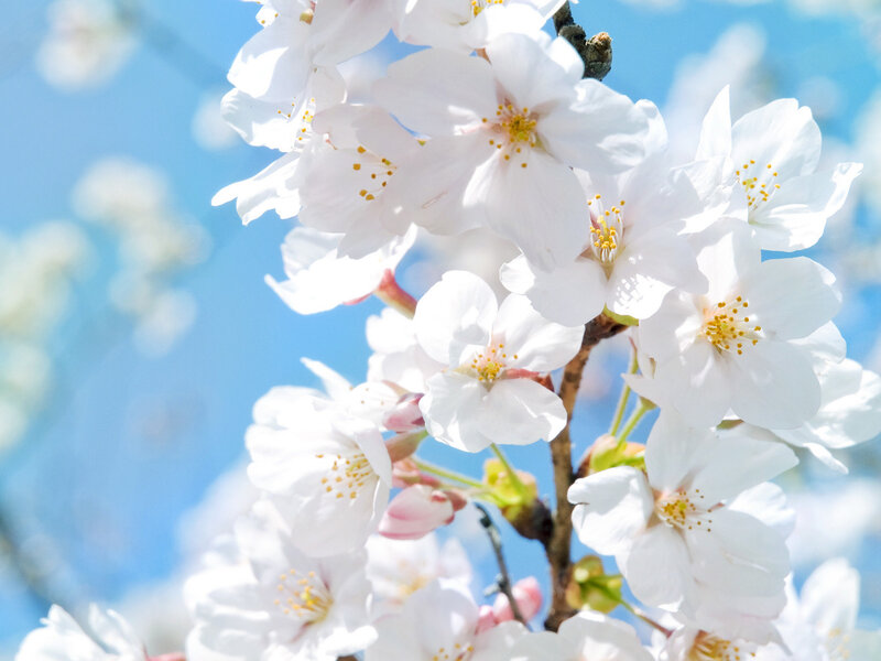 White Cherry Blossoms — Serene, Spring, Photograph, Branch, Sky, Blossom