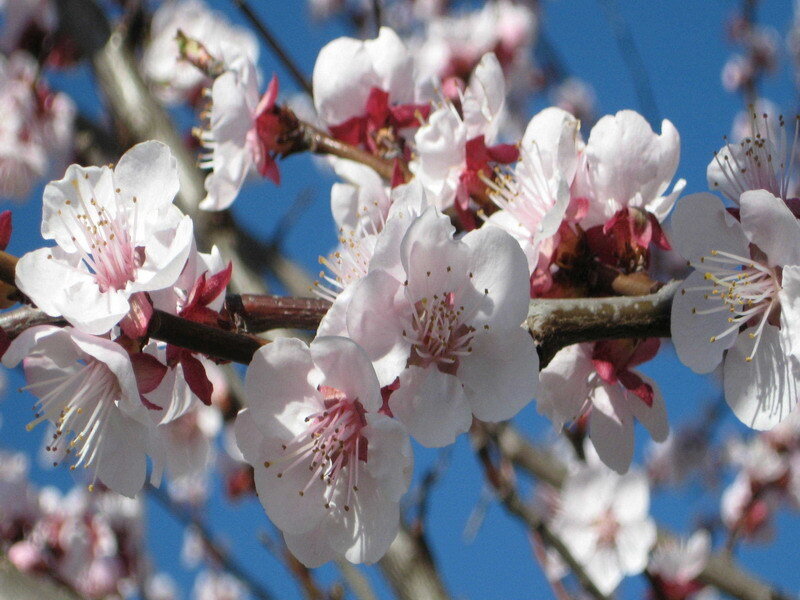 White Cherry Blossoms — Serene, Spring, Photograph, Branch, Sky, Blue, Pink