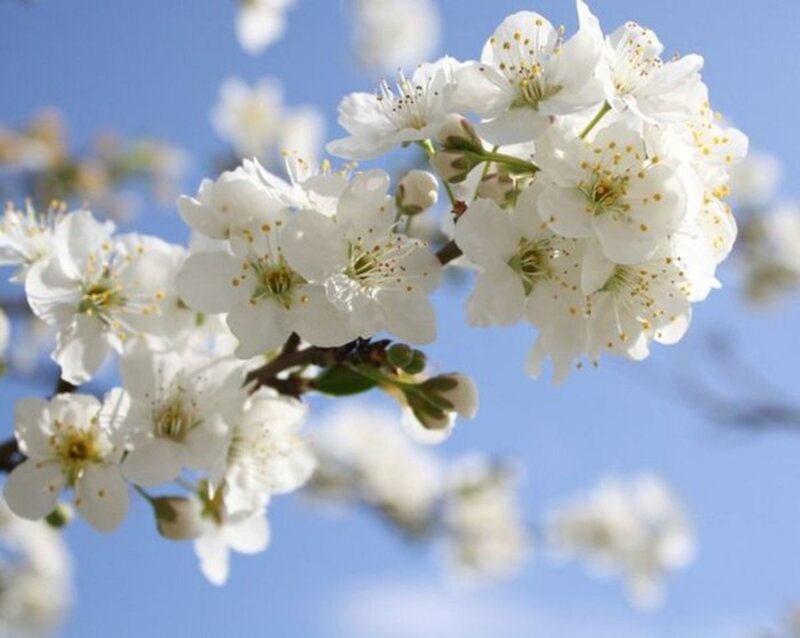 White Cherry Blossoms — Serene, Spring, Photograph, Branch, Sky, Buds