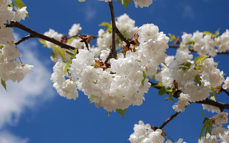 White Cherry Blossoms — Serene, Spring, Photograph, Branch, Sky, Leaves, Blue, Green