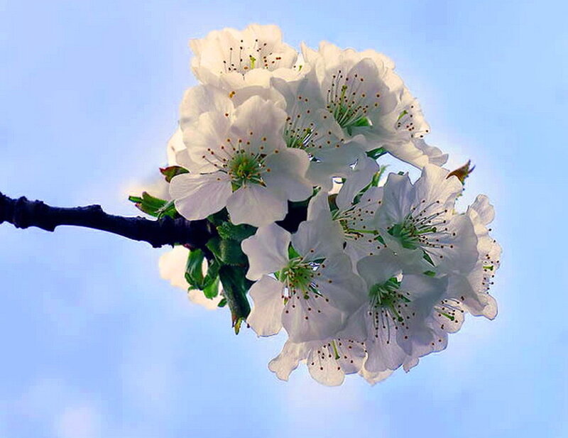 White Cherry Blossoms — Serene, Spring, Photograph, Branch, Sky, Leaves