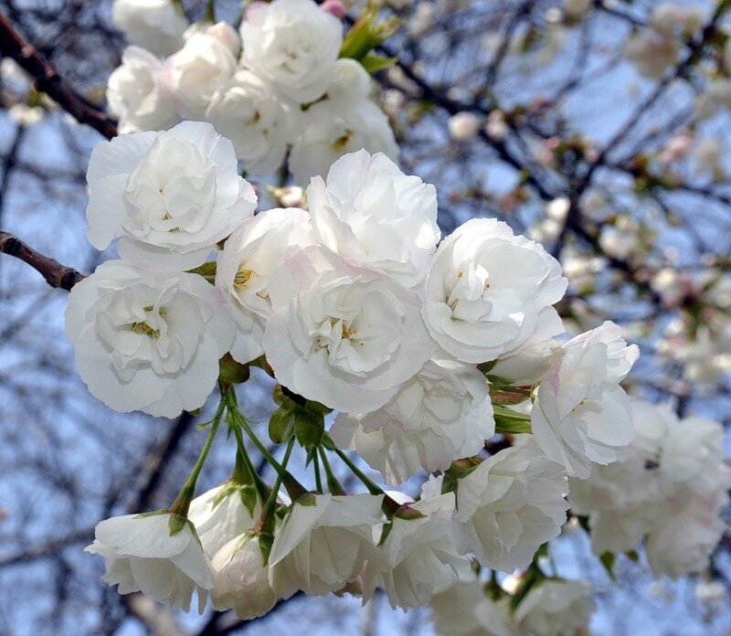White Cherry Blossoms — Serene, Spring, Photograph, Branch, Sky