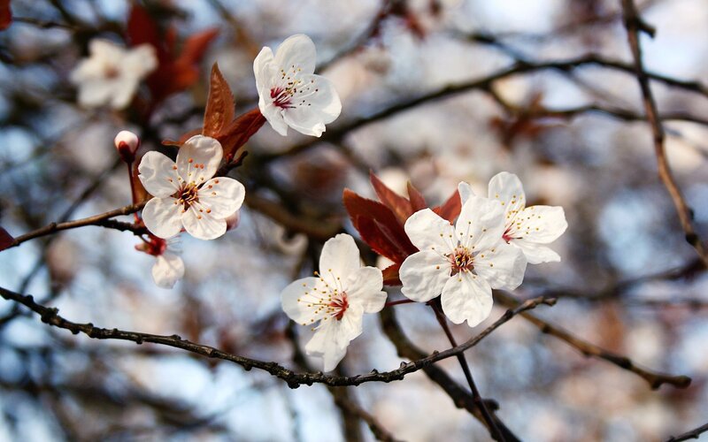 White Cherry Blossoms — Serene, Spring, Photograph, Branches, Buds, Leaves