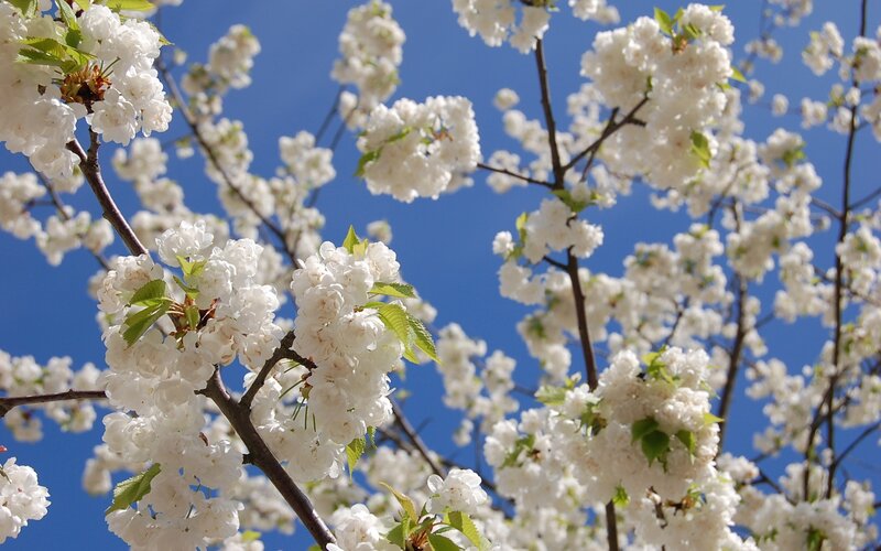 White Cherry Blossoms — Serene, Spring, Photograph, Branches, Leaves, Sky