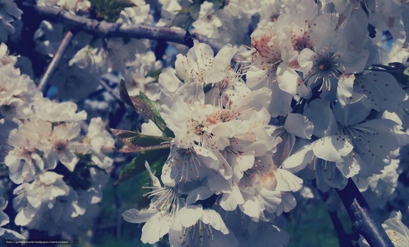 White Cherry Blossoms — Serene, Spring, Photograph, Branches, Leaves, Sunlight