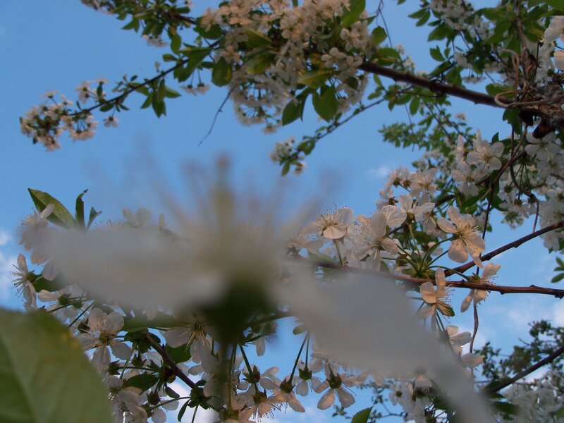 White Cherry Blossoms — Serene, Spring, Photograph, Branches, Leaves