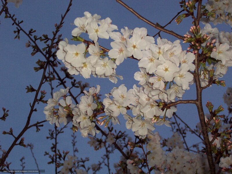 White Cherry Blossoms — Serene, Spring, Photograph, Branches, Sky, Buds