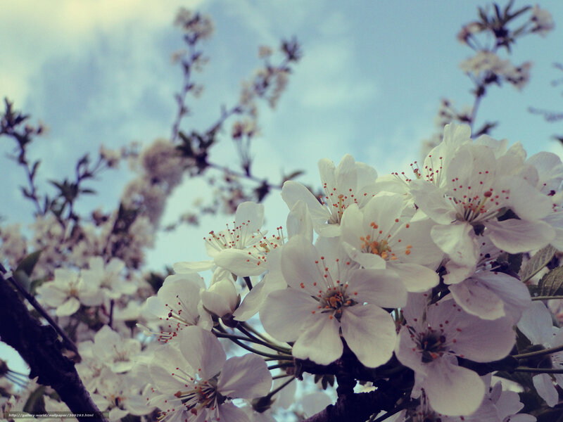 White Cherry Blossoms — Serene, Spring, Photograph, Branches, Sky, Flowers