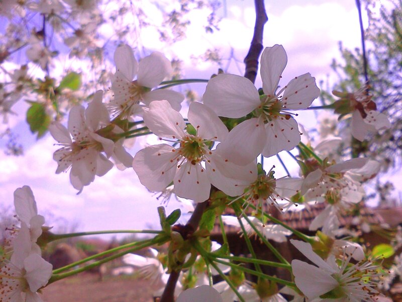White Cherry Blossoms — Serene, Spring, Photograph, Branches, Sky, Green Leaves