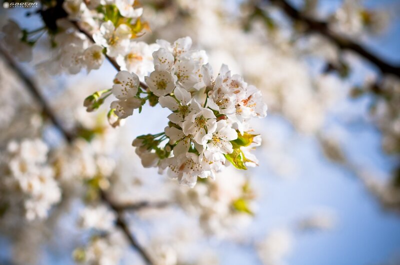 White Cherry Blossoms — Serene, Spring, Photograph, Branches, Sky, Leaves, Blue, Green