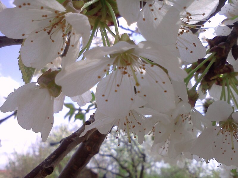White Cherry Blossoms — Serene, Spring, Photograph, Branches, Sky, Leaves