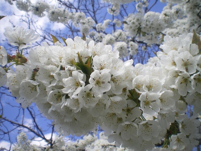 White Cherry Blossoms — Serene, Spring, Photograph, Branches, Sky