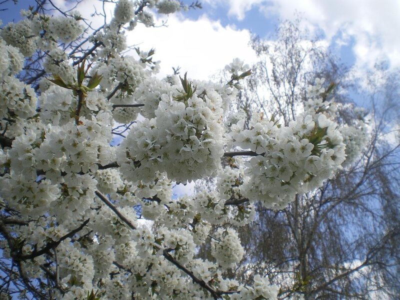 White Cherry Blossoms — Serene, Spring, Photograph, Branches