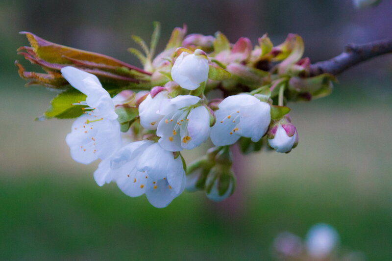 White Cherry Blossoms — Serene, Spring, Photograph, Bud