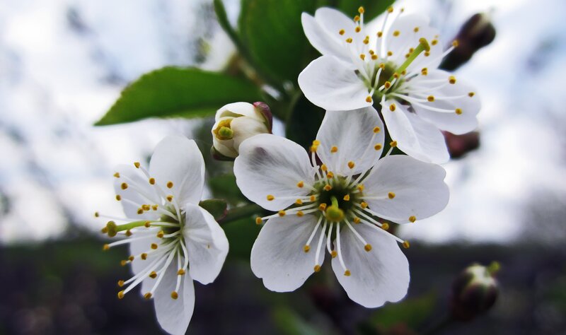 White Cherry Blossoms — Serene, Spring, Photograph, Buds, Leaves