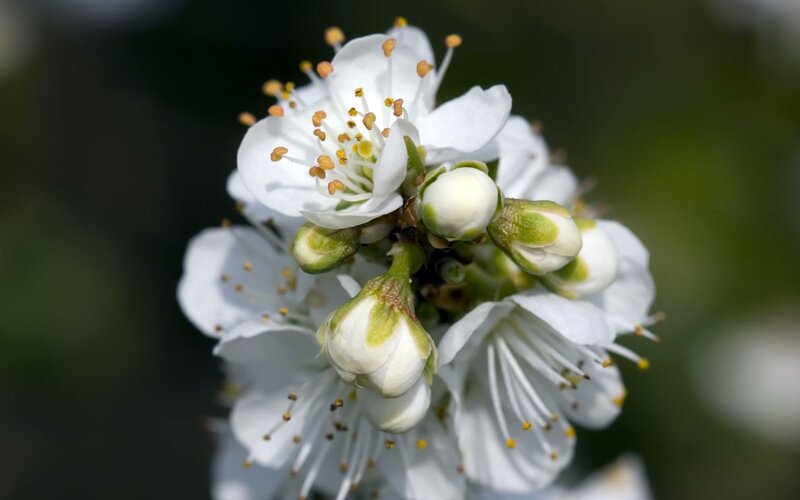 White Cherry Blossoms — Serene, Spring, Photograph, Buds, Stamen