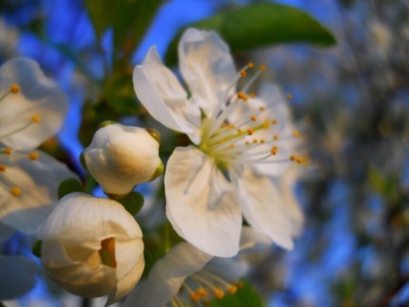White Cherry Blossoms — Serene, Spring, Photograph, Buds