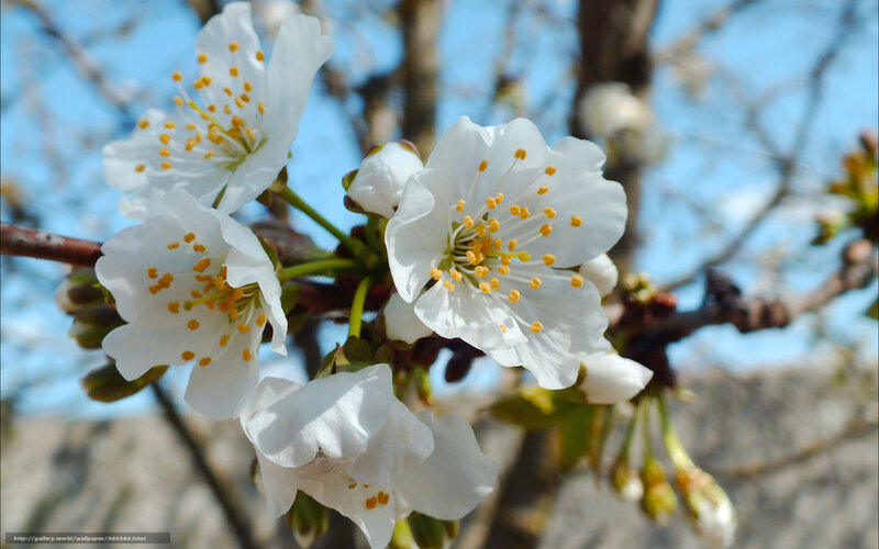 White Cherry Blossoms — Serene, Spring, Photograph, Flower, Branch