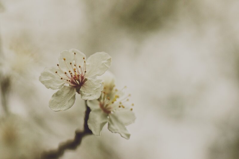 White Cherry Blossoms — Serene, Spring, Photograph, Flower