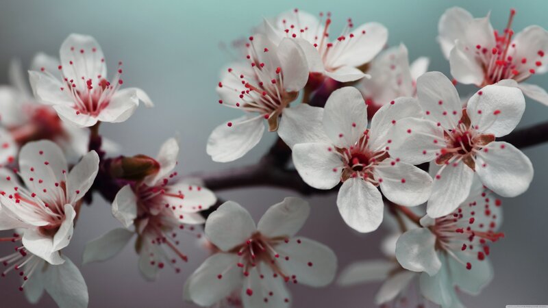 White Cherry Blossoms — Serene, Spring, Photograph, Flowers, Branch, Buds
