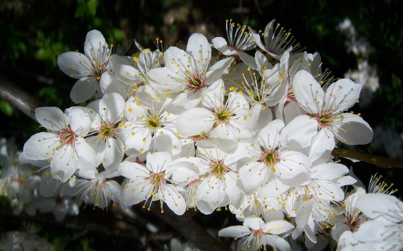 White Cherry Blossoms — Serene, Spring, Photograph, Flowers, Branch, Green Leaves