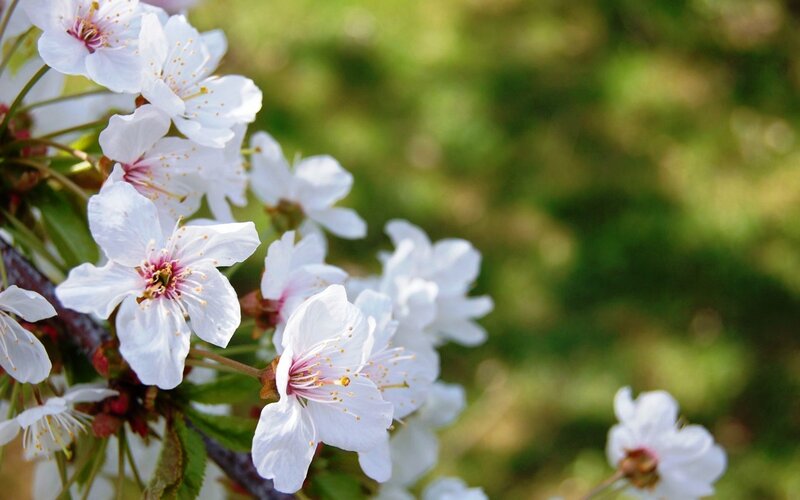White Cherry Blossoms — Serene, Spring, Photograph, Flowers, Branch, Greenery