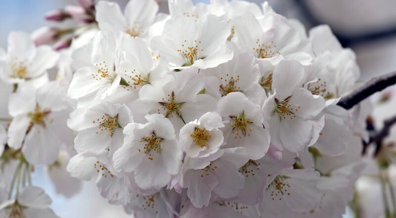 White Cherry Blossoms — Serene, Spring, Photograph, Flowers, Branch, Sky