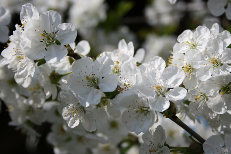 White Cherry Blossoms — Serene, Spring, Photograph, Flowers, Branch, Stamen, Green
