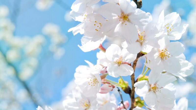 White Cherry Blossoms — Serene, Spring, Photograph, Flowers, Branch