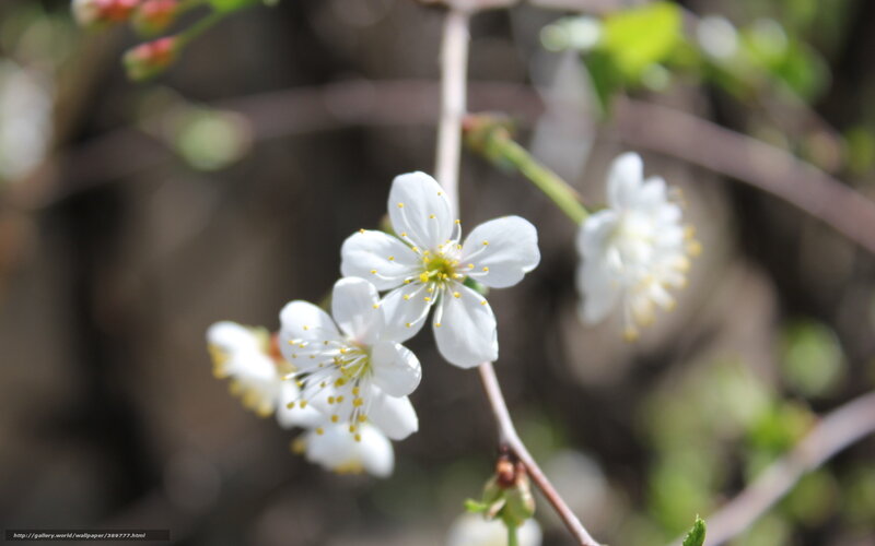 White Cherry Blossoms — Serene, Spring, Photograph, Flowers, Branches, Buds