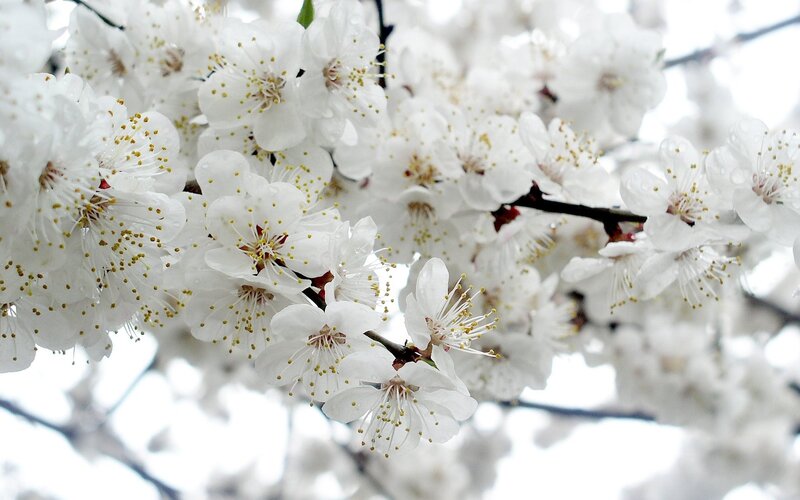 White Cherry Blossoms — Serene, Spring, Photograph, Flowers, Branches, Pollen